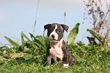 AMSTAFF  PUPPIES 270